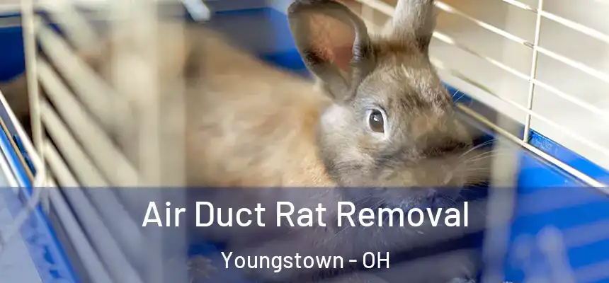 Air Duct Rat Removal Youngstown - OH